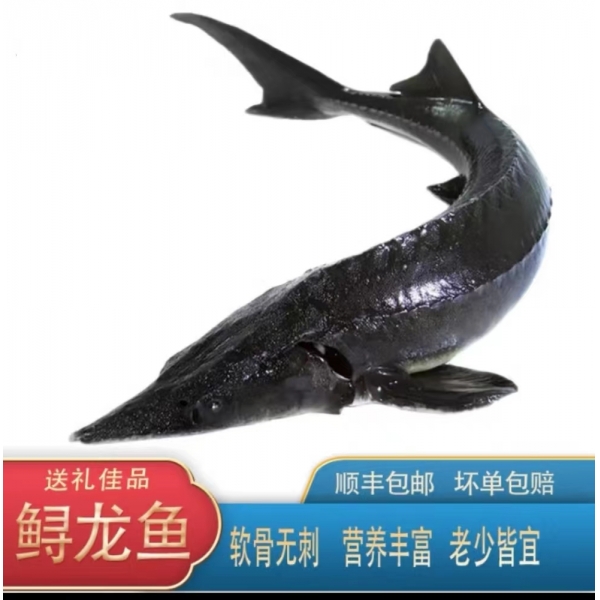 太行脚下---鲟龙鱼